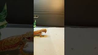 Bearded dragon vs mealworm [upl. by Allyn722]