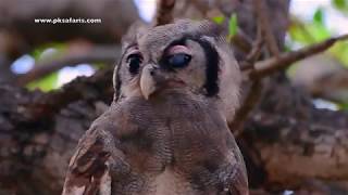 Hungry Verreauxs Eagleowl juvenile Budo lacteus calls its parents for food [upl. by Novick259]