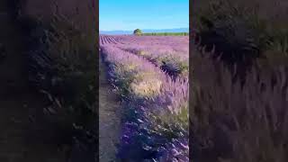 📍 Lavender Fields in Valensole France 🇫🇷 Enjoy the Beauty of France 🇫🇷 [upl. by Storm]