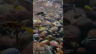 Incredible African Cichlid Display Tank [upl. by Arman]