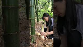 The original ecology of nature bambooshoots [upl. by Lacee995]