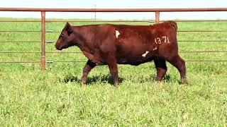 Lot 52 Gilmans Minnie 137L [upl. by Helaine354]