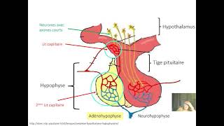 Endocrinologie  Généralités  Cours 1 [upl. by Jeanelle]