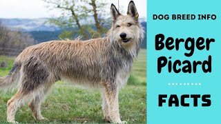 Berger Picard dog breed All characteristics and facts about Berger Picard dogs [upl. by Aynas]