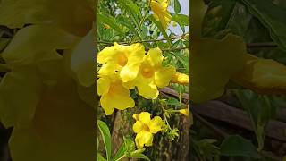 Allamanda Flower Care allamanda shorts flowers [upl. by Ahsla480]