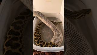 Snake Skin Shedding Is So Satisfying shorts wildanimals ytshorts snake [upl. by Negaet]