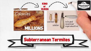 Subterranean Termite Facts [upl. by Ormand412]