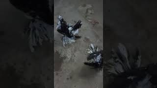 fantail beautiful pigeon fancy exotic kabutar [upl. by Kali198]