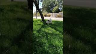 🐶Planet of funny Animals🐶Smart funny dog🐶👇Shorts №335 [upl. by Hardden]