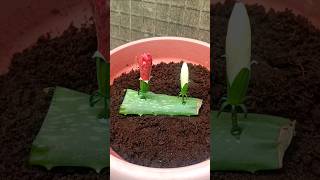 How to propagate hibiscus flowers from flowers buds with alovera shorts hibiscusflowers [upl. by Aver]