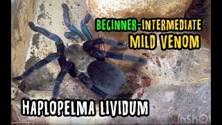 Haplopelma lividum ready stock 2019 [upl. by Kcirre]