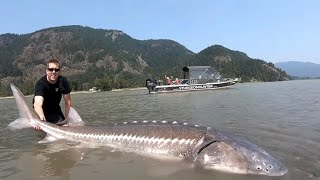 TOP 3 BIGGEST STURGEON CAUGHT ON CAMERA compilation [upl. by Ereynihc]