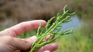 La salicorne  plante comestible du bord de mer [upl. by Libenson]