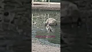 Egyptian Goslings gosling colwick [upl. by Cerallua911]