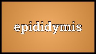 Epididymis Meaning [upl. by Sharron]