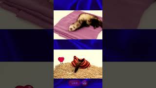 The Cutest Ferret Collection That You Will Ever See [upl. by Till]