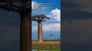 Baobab Tree upsc learn iucnredlist baobabtree shortsvideo shortsviral [upl. by Judsen]