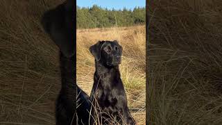 Labrador Retriever Gundog hunting workingdog dog dogbreed [upl. by Yuhas]