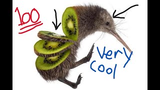 Why I love kiwi birds so heavily [upl. by Aviv]