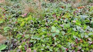 Gaultheria procumbens Wintergreen [upl. by Lleira832]