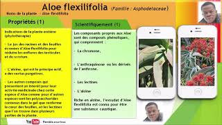 Aloe flexilifolia Famille  Asphodelaceae et ses vertus [upl. by Labinnah]