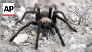 Tarantula mating season brings spider lovers to Colorado [upl. by Estrellita]