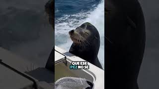 León Marino se acerca a bote para que le den comida [upl. by Ries741]