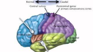 Chapter 14 Somatosensory Pathway [upl. by Bird]