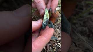 Blue staining bolete mushroom ASMR [upl. by Kevon]