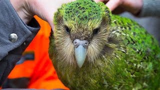 Discovering the Kakapo Parrot  The World’s Only Flightless Nocturnal Parrot [upl. by Ethban915]