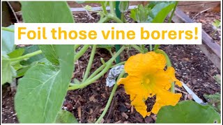 Foil Those Vine Borers [upl. by Niveg]