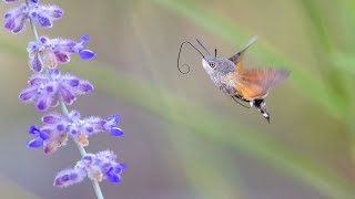 Taubenschwänzchen Schmetterlinge beim Nektar sammeln  Pigeontails butterflies collecting nectar [upl. by Aicemak]