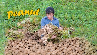 Dianxi Xiaoge inspires me  How to Peanuts Harvest Fresh From Farm Make Boiled Peanuts [upl. by Nohtanhoj]