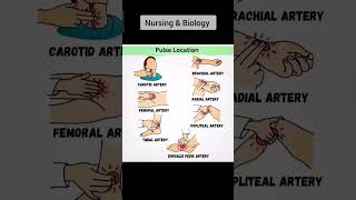 7 Pulse locations in human body pulse nurse dr anesthetic anatomy arteries [upl. by Ahab]