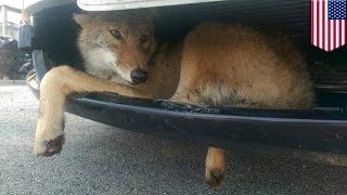 Coyote stuck in bumper Vern the coyote lodged in grill of SUV after being hit [upl. by Ayamat]