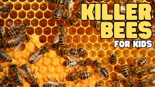 Killer Bees for Kids  Learn all about these Africanized honey bees [upl. by Sugden735]