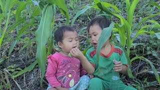 A mother and four children in the highlands go to fertilize corn in the fields [upl. by Irabaj]