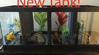 20 gallon divided betta tank [upl. by Willyt]