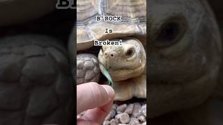 BRock is broken He doesn’t like aloe sulcata tortoise adventure pets wander bigfamily [upl. by Cantlon]