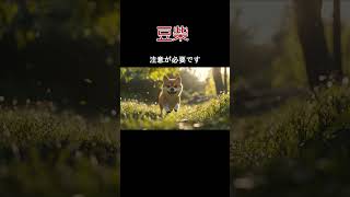 犬の種類豆柴の紹介 [upl. by Corbie]