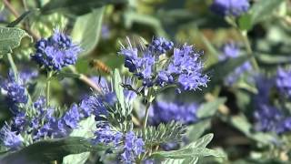 Caryopteris clandonensis Heavenly Blue [upl. by Dudden211]