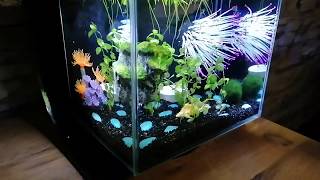 Tetra silhouette LED Tank Reef Aquarium Nano Micro 12l Garnelen [upl. by Kenwood]