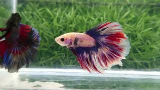 Rosetail Betta Fish [upl. by Hollerman260]