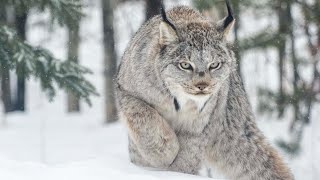 5 Fascinating Facts About the Lynx 🐾 WildlifeFacts Lynx [upl. by Ycnay]