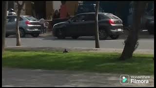 Pelea de pájaros en Latinoamérica chilenos 🇨🇱🇨🇱 [upl. by Gasper]