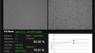 NIH 3T3 APOPTOSIS multi data through JuLI Br [upl. by Elletnuahs143]