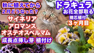 【高級パンジードラキュラ摘芯】【お花全部切る】植付けから３ヶ月目・挿し芽各種の経過も・絵になるスミレ・セネッティの水やり [upl. by Manheim]