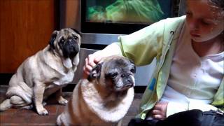 RESCUE PUGS Thurston forever foster blind diabetic Addisons Pug Rescue of New England PRoNE [upl. by Calondra133]