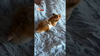 🐹Hamster runaway💨 hamsters hamsterkombat escape shortvideo diy [upl. by Asilrahc397]