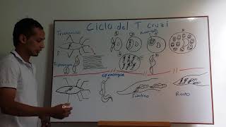 ciclo de vida del Trypanosoma cruzi [upl. by Crescen]